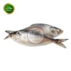 Hilsha Fish 1200-1500g