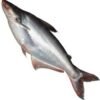 Pangash Whole Slice 1kg Up
