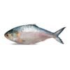 Hilsha, Whole (1000-1200g)